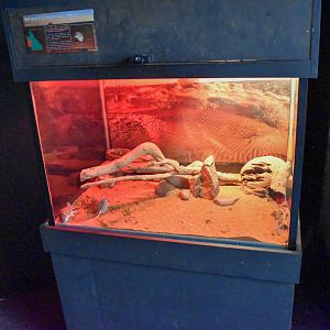 Spinifex Hopping Mice Enclosure