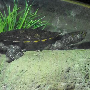 Saw-shelled Turtle (Wollumbinia latisternum)