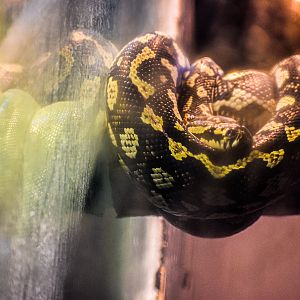 Jungle Carpet Python (Morelia spilota cheynei)