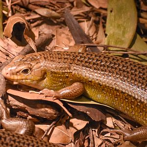Major Skink (Bellatorias frerei)