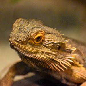 Central Bearded Dragon (Pogona vitticeps)