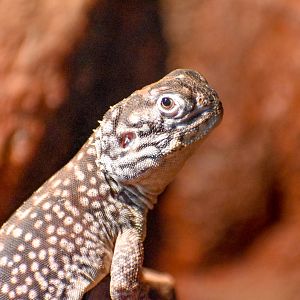 Central Netted Dragon (Ctenophorus nuchalis)