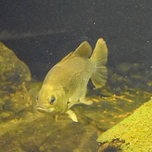 Australian Bass (Macquaria novemaculeata)