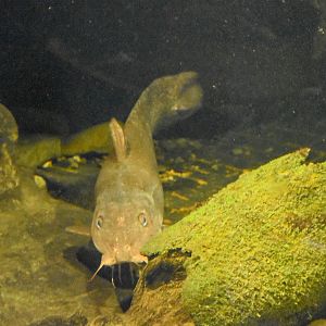 Eel-tailed Catfish (Tandanus tandanus)
