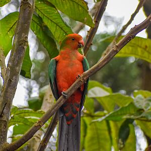 wild - Australian King Parrot (Alisterus scapularis)