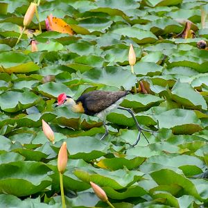 Comb-crested Jacana (Irediparra gallinacea)