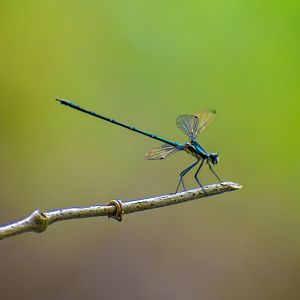 Common Flatwing (Austroargiolestes icteromelas)