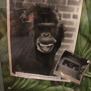 Photo of Ham, First Hominid in Space