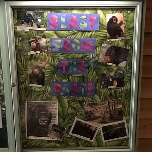 "Blast from the Past" Photos at Chimpanzee Habitat
