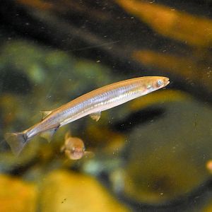 Galaxiid (Galaxias sp)