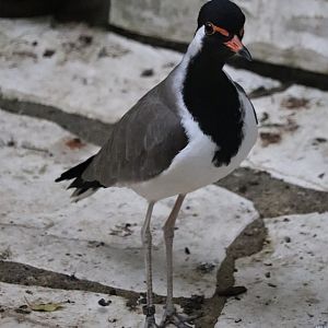 Red-wattled lapwing (Vanellus indicus)