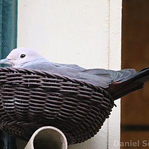 Pink-headed imperial pigeon (Ducula rosacea)