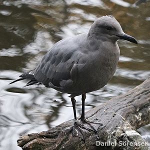 Grey gull (Leucophaeus modestus)