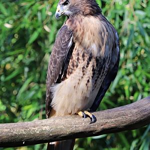 Red-tailed hawk (Buteo jamaicensis)