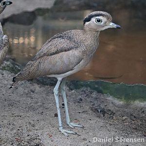 Peruvian thick-knee (Burhinus superciliaris)