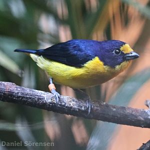 Violaceous euphonia (Euphonia violacea)