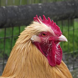 Domestic Fowl - Zooparc de Beauval - 02/2015