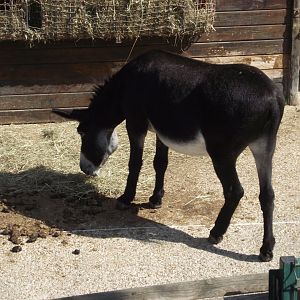 Domestic Donkey - Zooparc de Beauval - 08/2021