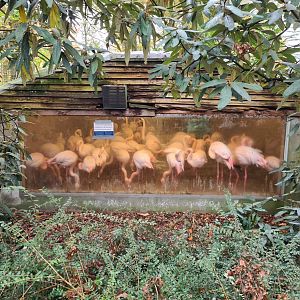 Flamingo indoor enclosure