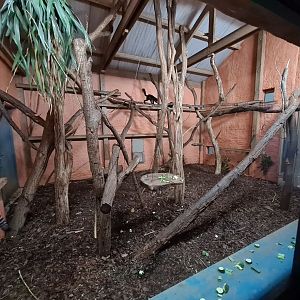Lemur indoor enclosure