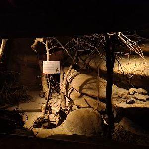 Burgers' Desert - First ringtail enclosure