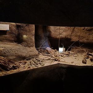 Burgers' Desert - Cactus deermouse enclosure