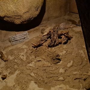 Desert/Bush tunnel - Hibernating Colorado toads