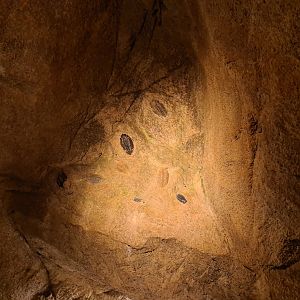Bush/Desert tunnel - trilobite fossil display