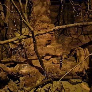 Burgers' Desert - Second ringtail enclosure