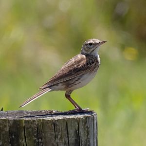 Australian Pipit