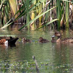 Chestnut Teal and ducklings