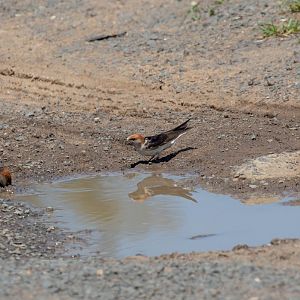 Fairy Martins collecting mud