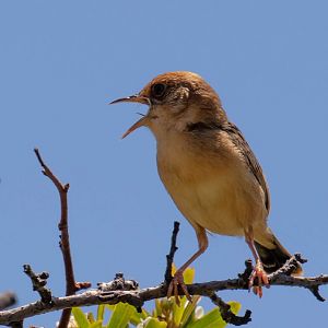 Golden-headed Cisticola
