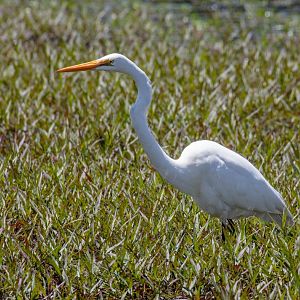 Great Egret