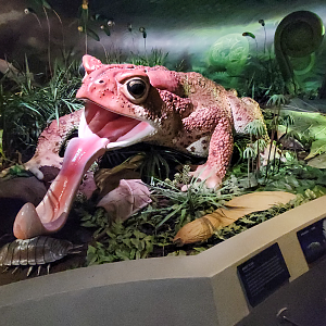 Oct. 2021 - Museum of Science - Oak Forest - American Toad Display