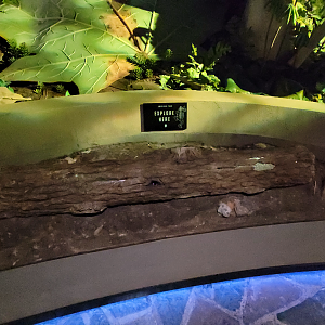 Oct. 2021 - Museum of Science - Oak Forest - American Toad Exhibit