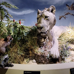 Oct. 2021 - Museum of Science - Ohio: After the Ice: American Lion Display