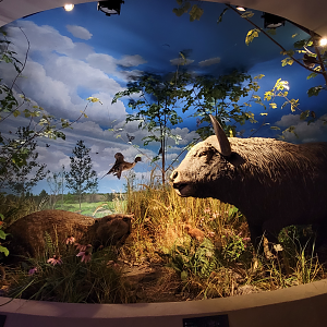 Oct. 2021 - Museum of Science - Ohio: After the Ice - Giant Beaver + Others Display