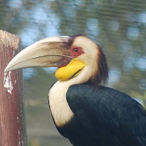 Wreathed hornbill