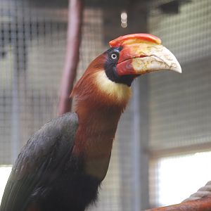 Southern rufous hornbill