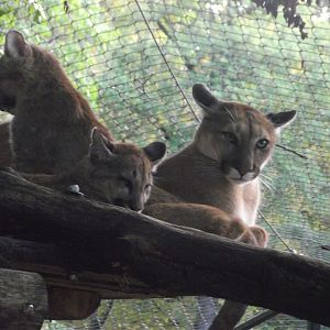 Female Puma and its cubs - Zooparc de Beauval - 10/2020
