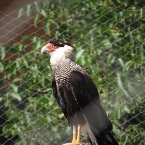 Crested Caracara - Zooparc de Beauval - 08/2015