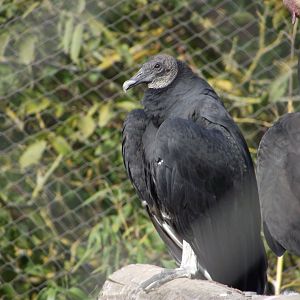American Black Vulture - Zooparc de Beauval - 10/2016