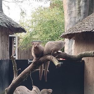 Zebra mongoose at ouwehands