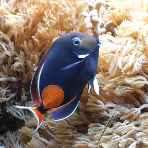 Acanthurus achilles at ouwehands aquarium