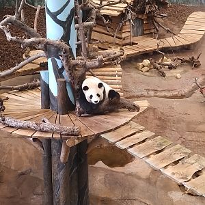 Giant panda at ouwehands