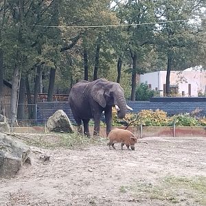 African elephant and red river hog at ouwehands