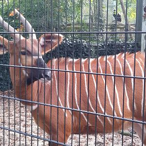 Eastern bongo at ouwehands