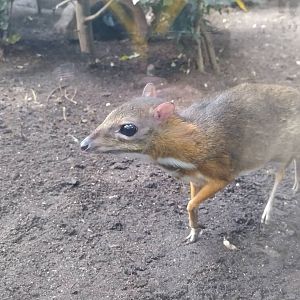Javan mouse deer at ouwehands