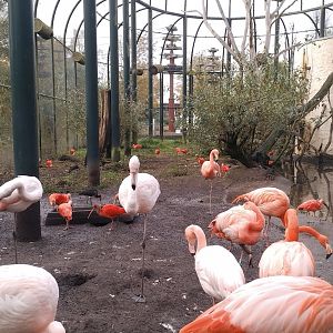 Flamingo aviary